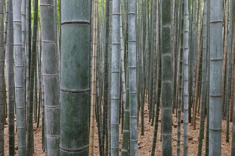 Arashiyama Bamboo Grove