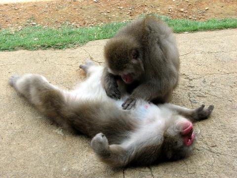 Arashiyama Monkey Park Iwatayama