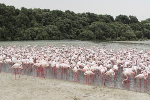 Ras Al Khor Wildlife Sanctuary