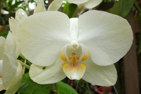 Conservatory of Flowers