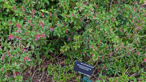 San Francisco Botanical Garden